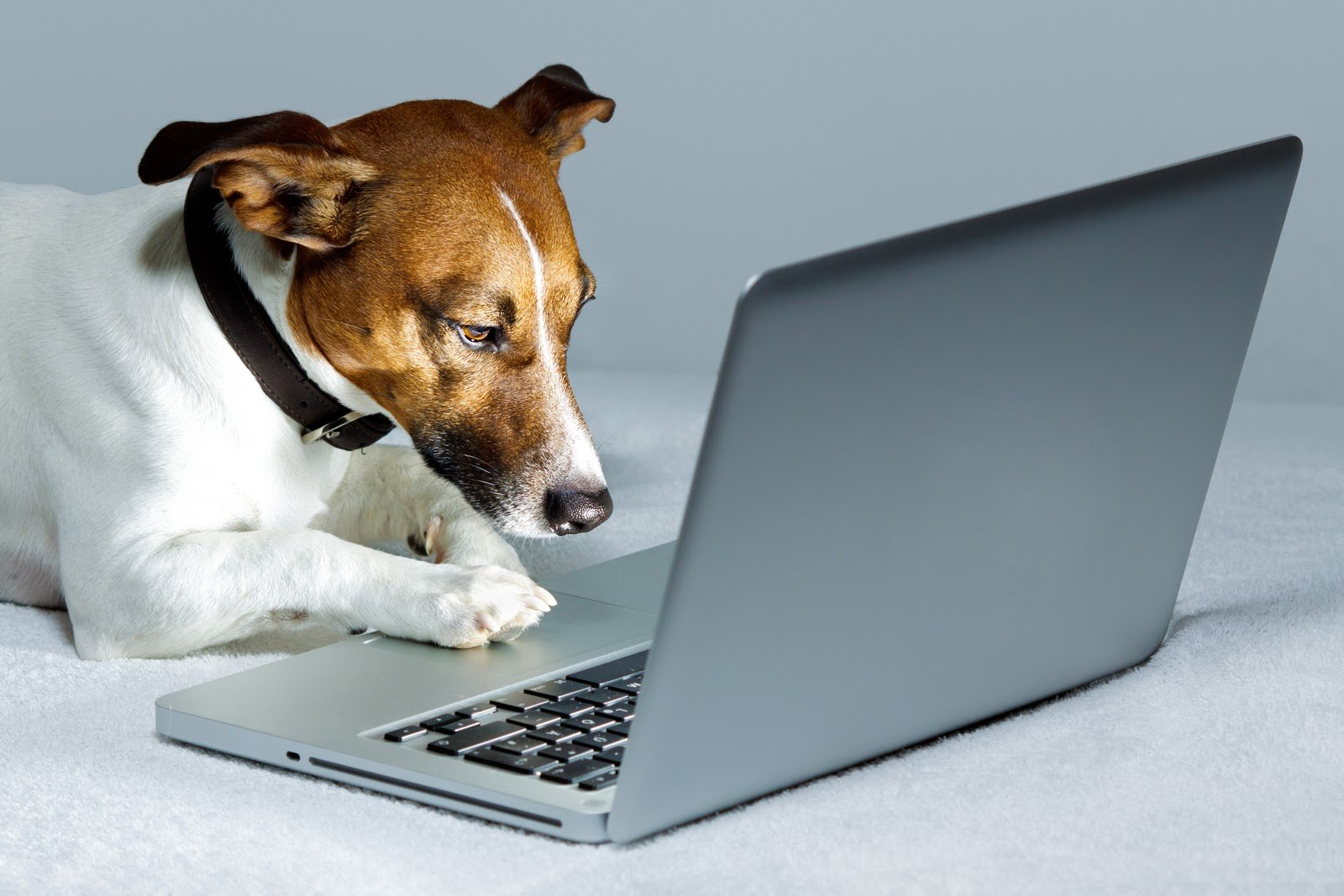 Собака за ноутбуком иллюстрирует статью о причине блокировки приложения в плей маркете.