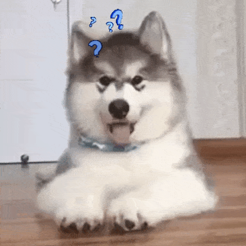 У собачки есть вопросы относительно seo продвижения.