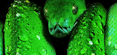 green snake