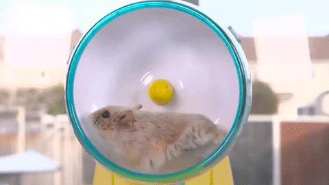 hamster